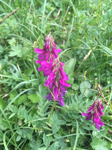 Alpine sainfoin