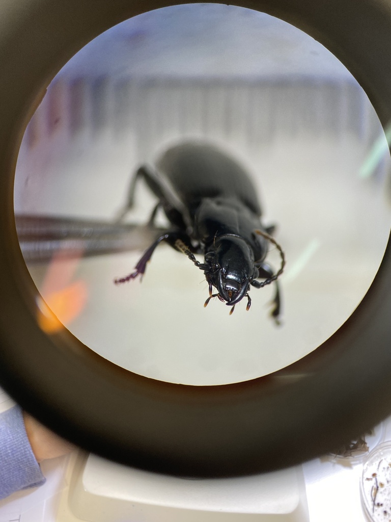 Holcaspis placida
