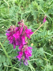 Hedysarum hedysaroides