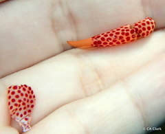 Trapezia rufopunctata