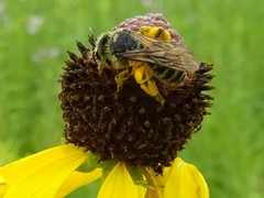 Andrena rudbeckiae