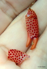 Trapezia rufopunctata