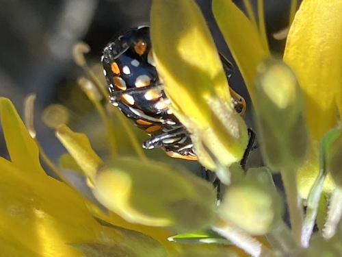 iNaturalist observation photo of Harlequin Bug