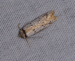 Philobota thiocrossa