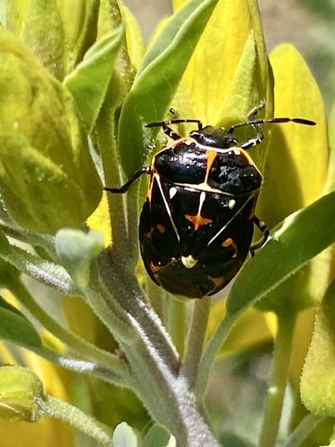 iNaturalist observation photo of Harlequin Bug