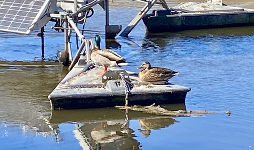iNaturalist observation photo of Mallard