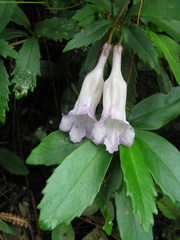 Lysionotus pauciflorus pauciflorus