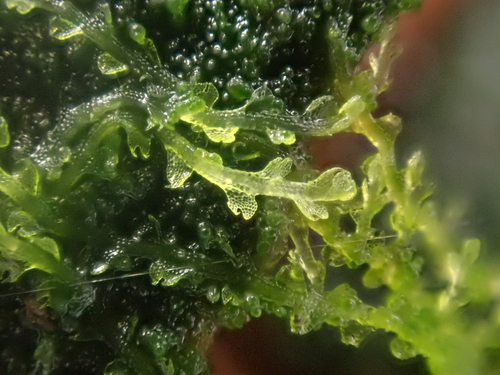 Image of Fuscocephaloziopsis connivens by no rights reserved
