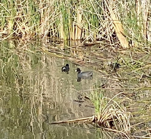 iNaturalist observation photo of American Coot
