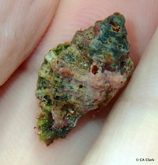 Murichorda fiscellum