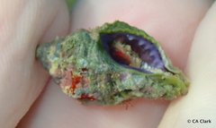 Murichorda fiscellum