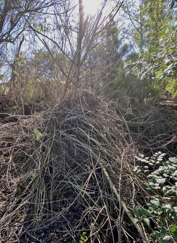 iNaturalist observation photo of Woodrats