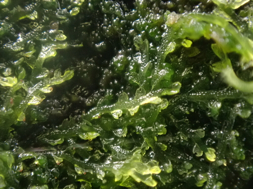 Image of Fuscocephaloziopsis connivens by no rights reserved