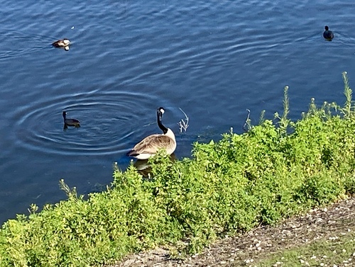 iNaturalist observation photo of American Coot