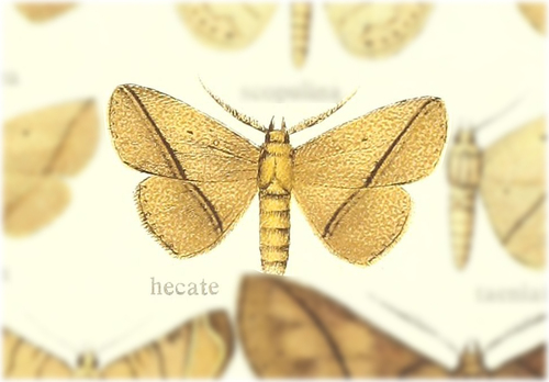 Ugia hecate