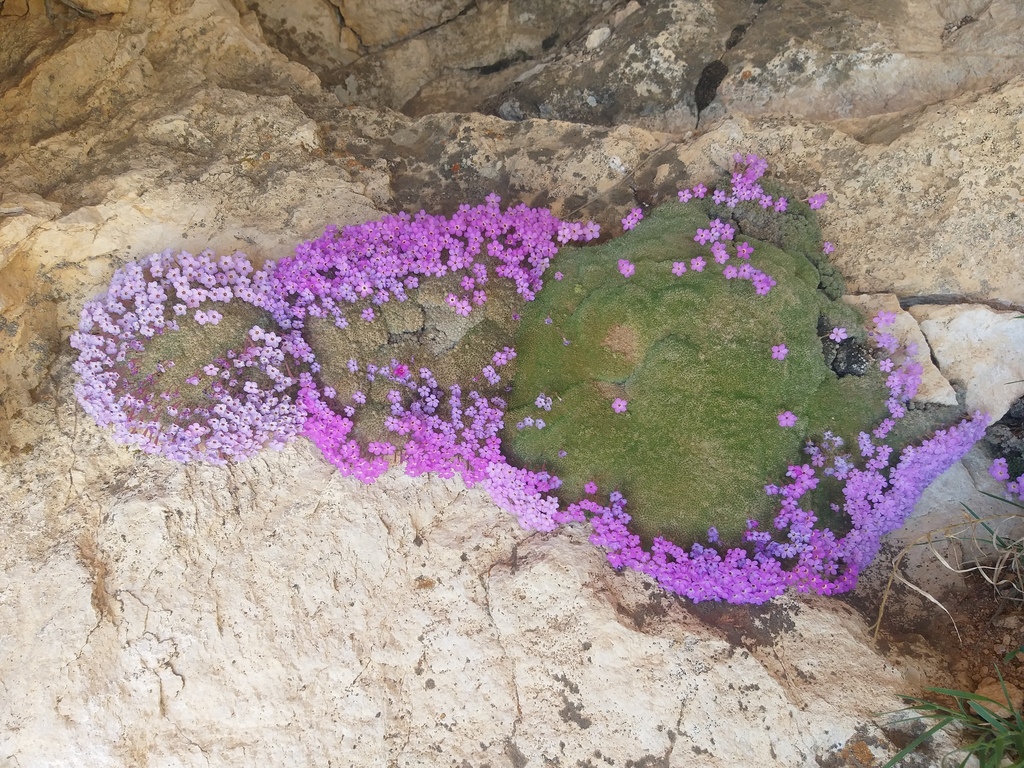 Dionysia iranshahrii