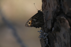 Hipparchia neapolitana