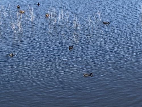 iNaturalist observation photo of American Coot