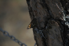 Hipparchia neapolitana