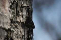 Hipparchia neapolitana