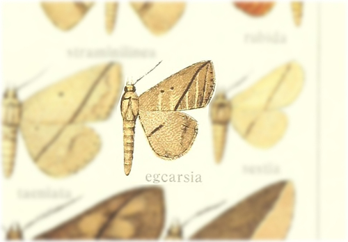 Ugia egcarsia