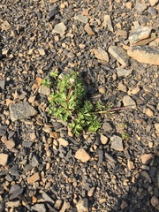 Pulsatilla multiceps