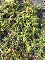 Geum glaciale