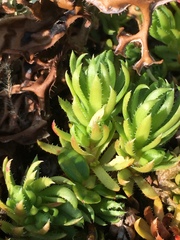 Saxifraga bronchialis funstonii