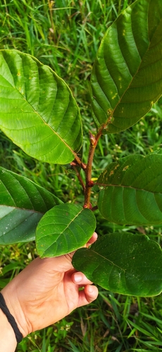 Ficus velutina, photograph 5