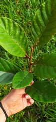 Ficus velutina, photograph (c) Ángela Patricia Rojas Cortés, some rights reserved (CC BY-SA)