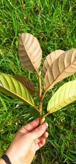 Ficus velutina, photograph (c) Ángela Patricia Rojas Cortés, some rights reserved (CC BY-SA)