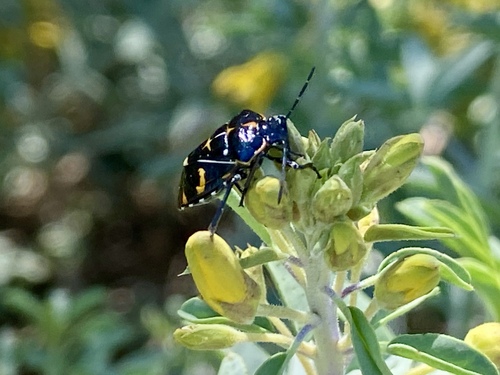 iNaturalist observation photo of Harlequin Bug