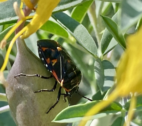 iNaturalist observation photo of Harlequin Bug