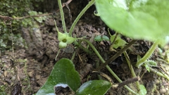Asarum caudigerum, photograph (c) Cheng-Te Hsu, some rights reserved (CC BY)