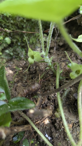 Asarum caudigerum, photograph 3