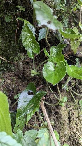 Asarum caudigerum, photograph 4