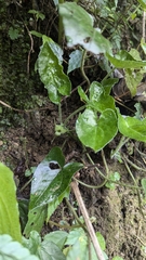 Asarum caudigerum, photograph (c) Cheng-Te Hsu, some rights reserved (CC BY)