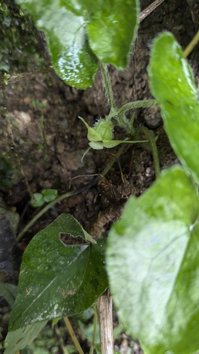Asarum caudigerum, photograph 5