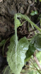 Asarum caudigerum, photograph (c) Cheng-Te Hsu, some rights reserved (CC BY)