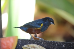 Euphonia pectoralis
