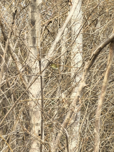 Pallas's Leaf Warbler