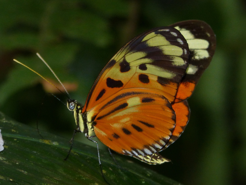 Heliconius numata euphone