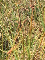 Carex rariflora