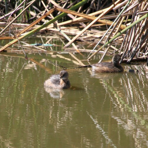 iNaturalist observation photo of Pied-billed Grebe