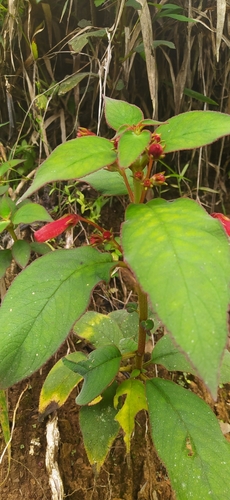 Image of Kohleria hirsuta by (c) Ángela Patricia Rojas Cortés, some rights reserved (CC BY-SA)
