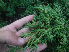 Juniperus pseudosabina