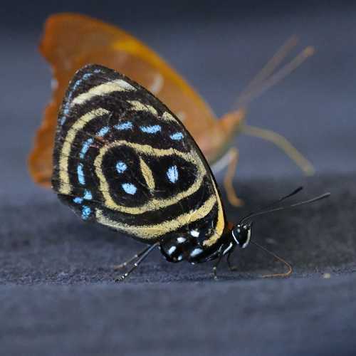 BUTTERFLY - アルムタート　FL Astarte eighty-eight (Callicore astarte) · iNaturalist
