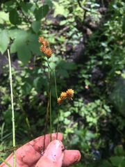 Carex bebbii