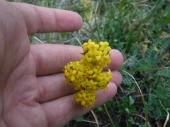 Patrinia sibirica