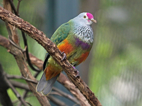 Mariana Fruit Dove